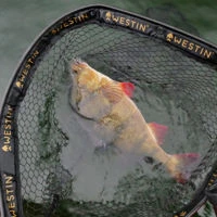 Westin W3 C&R Adjustable Landing Nets